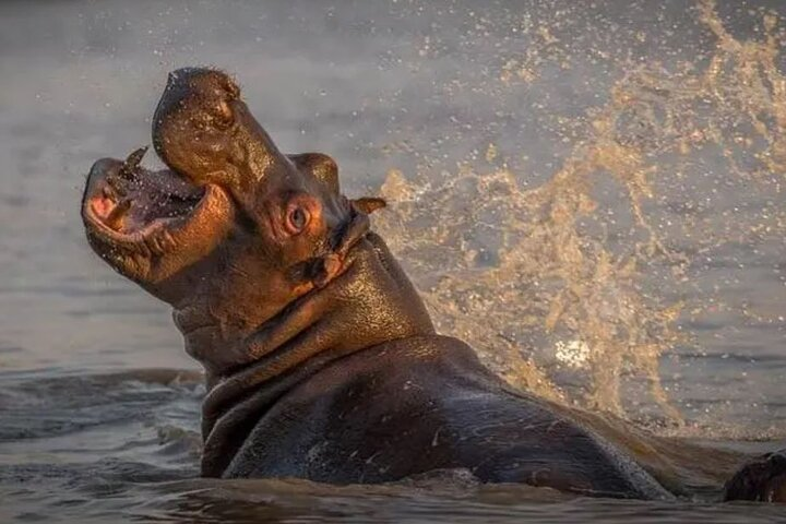 Isimangaliso Wetlands Park & Hluhluwe Imfolozi Game R 2 Day Tour From Durban - Photo 1 of 13